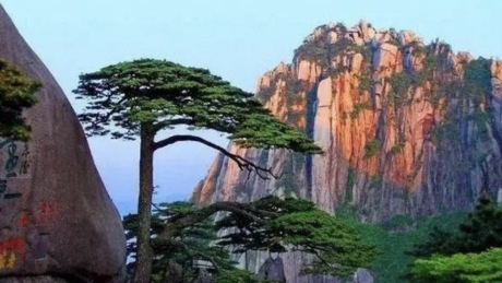 黄山迎客松1