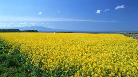 蔡甸油菜花